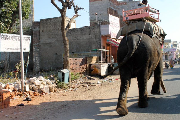 ..or this kind. Actually no, scratch that. I'm afraid of heights and elephants are too high off the ground for me. Plus I don't think it's fair to the elephant, which should be wild.